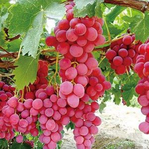 ৫ পিস আঙ্গুর চারা