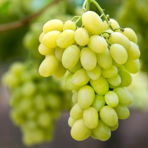 ৩ পিস আঙ্গুর চারা